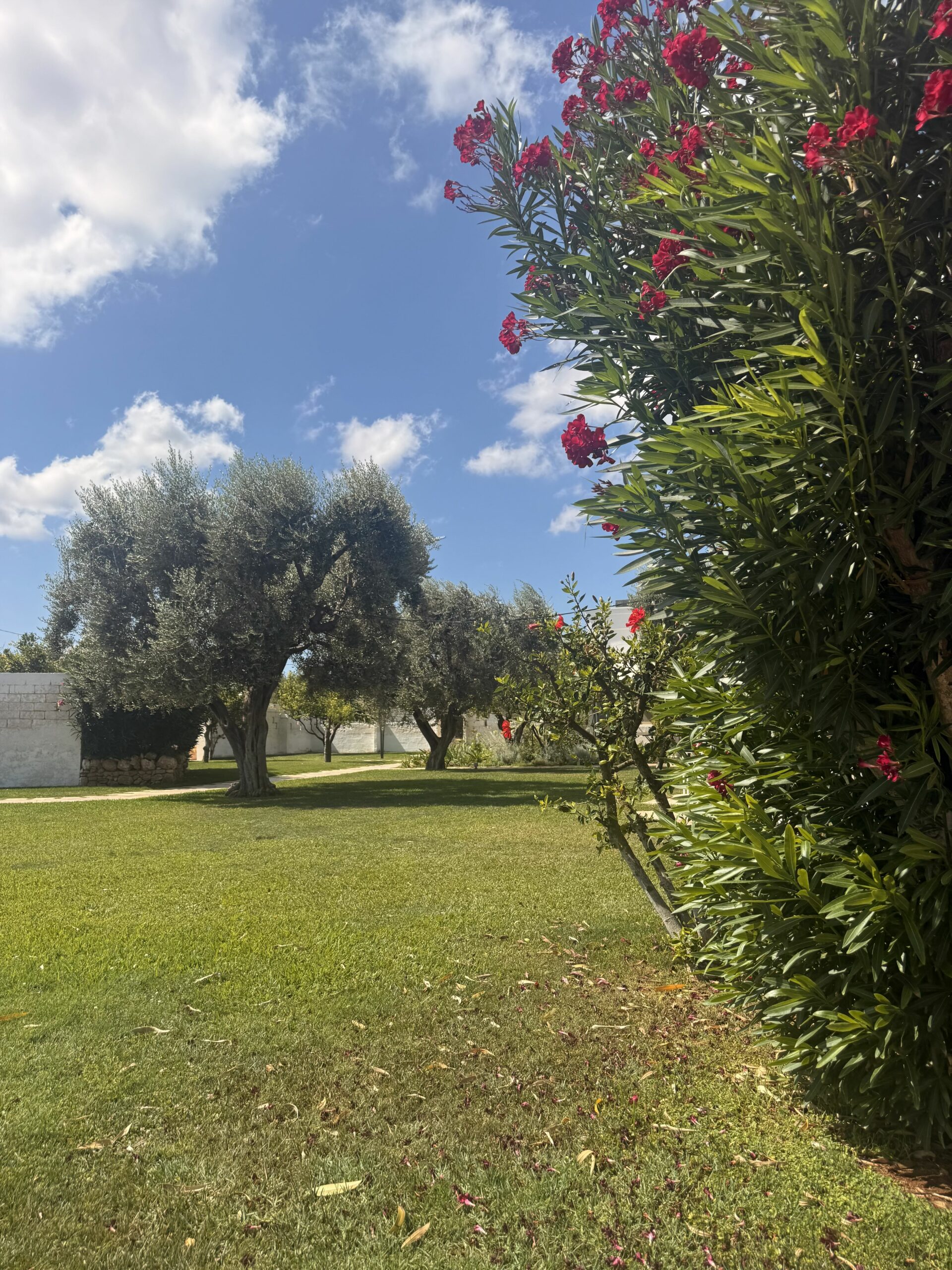 olive-tree-south-italy-crafts-places