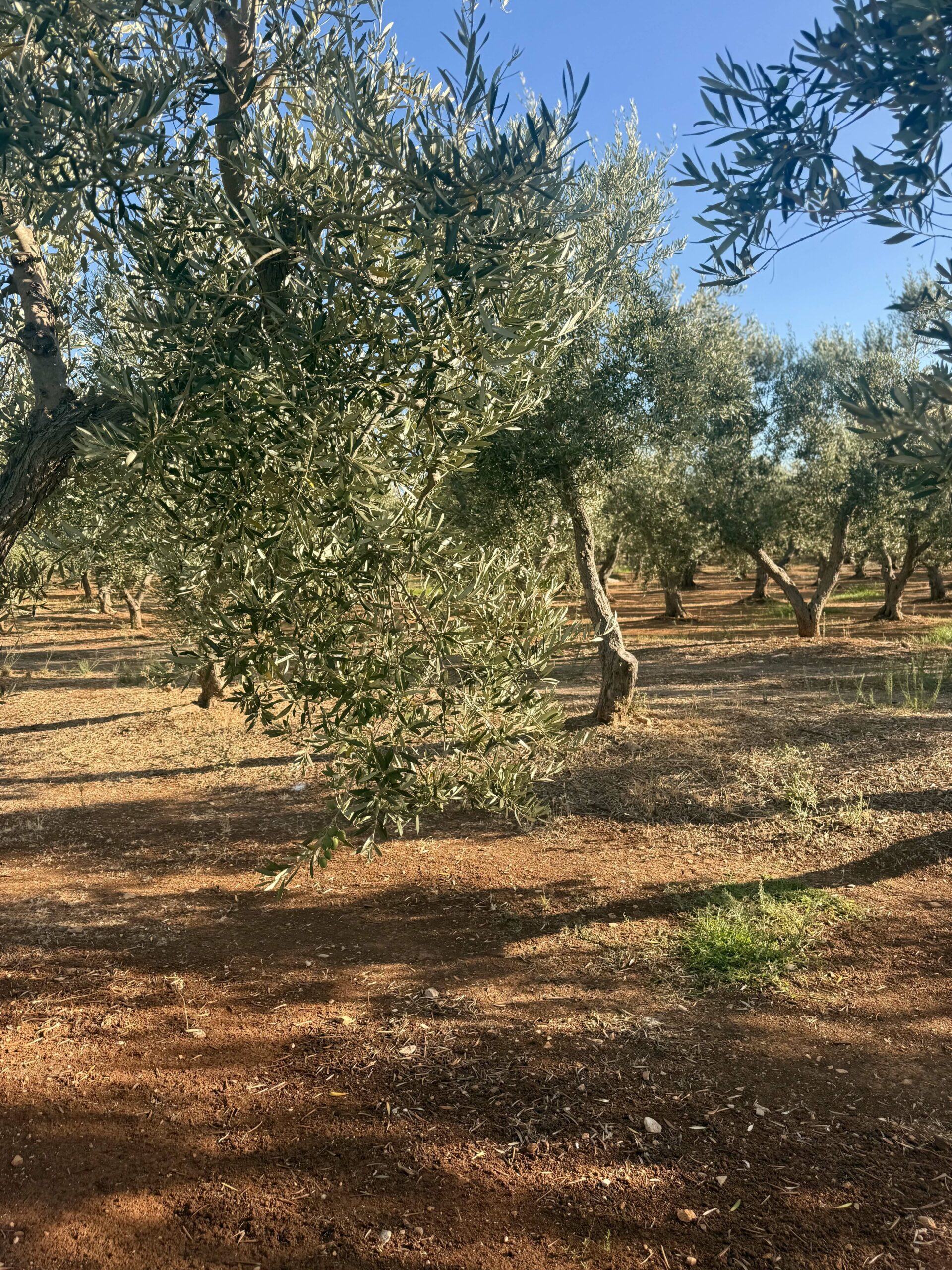 olive-trees-south-italy-crafts-places